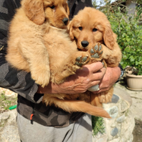 Cuccioli di Golden retriever americani