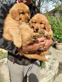 Cuccioli di Golden retriever americani