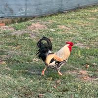 Gallo