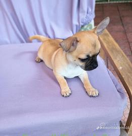 Cuccioli chihuahua