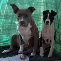 American Pit Bull Terrier