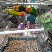 Inseparabili e parrocchetti di Lesson