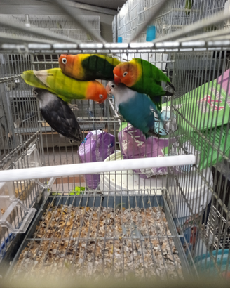 Inseparabili e parrocchetti di Lesson