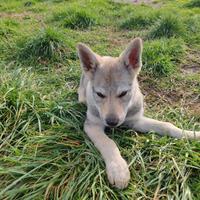 Cucciola di Cane Lupo Cecoslovacco