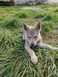 Cucciola di Cane Lupo Cecoslovacco