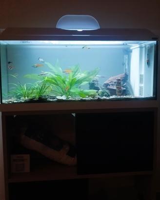  acquario 80 litri  zolux tenuto bene 