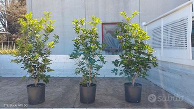 OSMANTHUS AQUIFOLIUM  ALT. 120  CM.