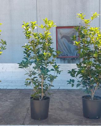 OSMANTHUS AQUIFOLIUM  ALT. 120  CM.