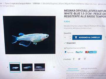 3 medaka miyuki blu 10 euro