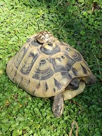 Baby tartaruga di terra