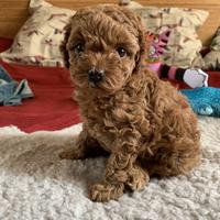 Barboncino toy - poodle