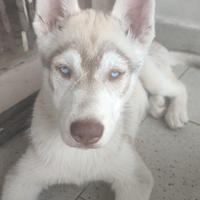 Cucciole di Husky