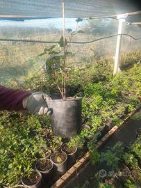 piantine kiwi in vaso