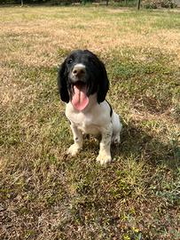 Springer spaniel inglese maschio