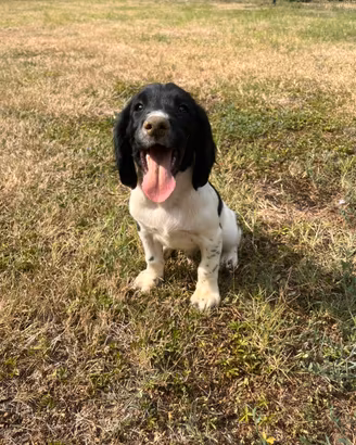 Springer spaniel inglese maschio