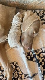 Cucciolo maschio di Weimarainer