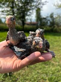 Calopsite allevate a mano