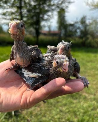 Calopsite allevate a mano