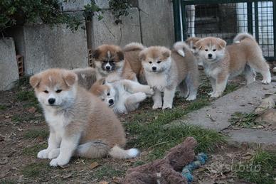Prenotazione cuccioli di akita lombardia