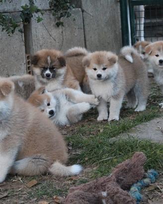 Prenotazione cuccioli di akita lombardia