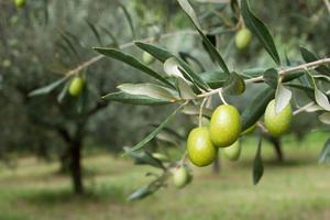 Oliveto (terreno agricolo)