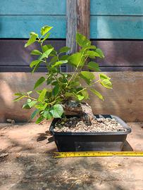 Bonsai ciliegio selvatico (Prunus mahaleb) 