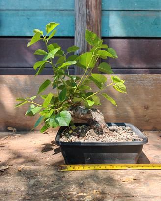 Bonsai ciliegio selvatico (Prunus mahaleb) 
