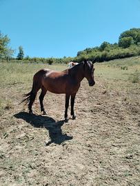 Cavalla