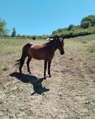 Cavalla