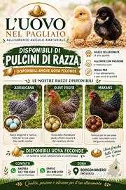 Disponibili pulcini