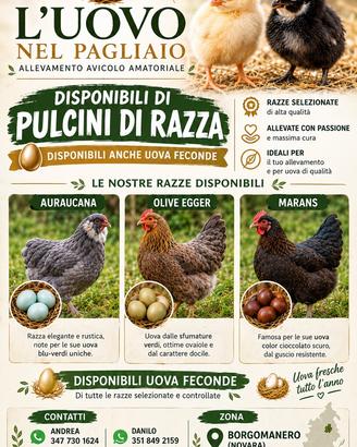 Disponibili pulcini