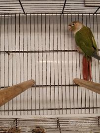 Pappagallo