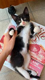 ultimo cucciolo di simil ragdoll 