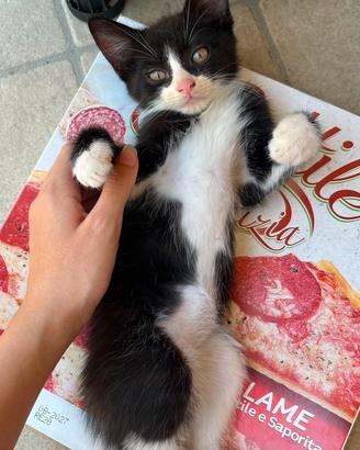 ultimo cucciolo di simil ragdoll 