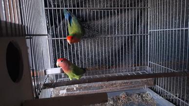 Inseparabili Rosecolins