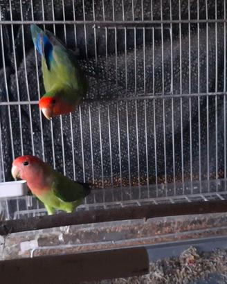 Inseparabili Rosecolins
