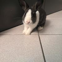 Baffo coniglio bianco e nero