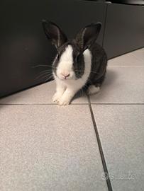 Baffo coniglio bianco e nero