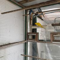 Parrocchetti dai collare