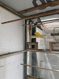 Parrocchetti dai collare