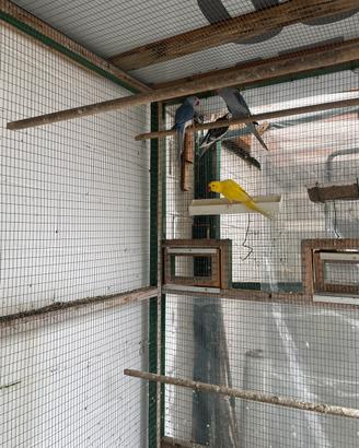 Parrocchetti dai collare