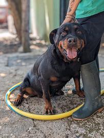COSTANZA - simil rottweiler di 7 anni