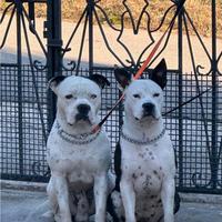 Cuccioli AMSTAFF