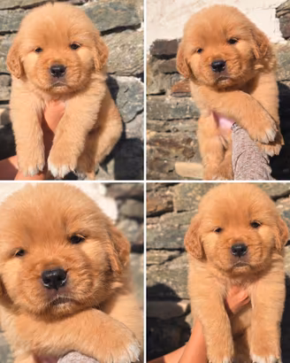 Golden retriever cuccioli 100% americano