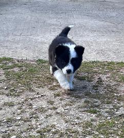 Border collie
