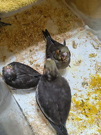 Calopsite allevate a mano