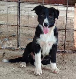 border collie