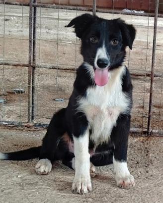 border collie