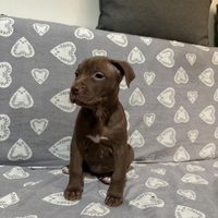 American pitbull terrier