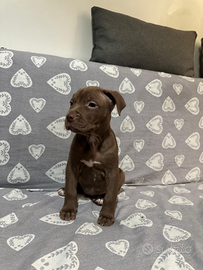 American pitbull terrier